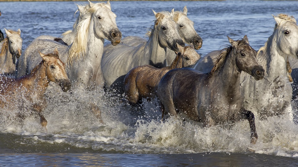 camargue horse for sale